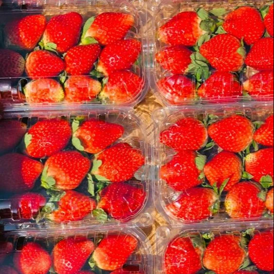 Fresh Strawberry From Egypt, Sweet Strawberry  Grade A, Big Sizes,