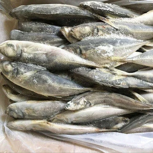 frozen seafood best frozen sardine whole round 8-10pcs/kg sardine for canned food BFQ with competive price