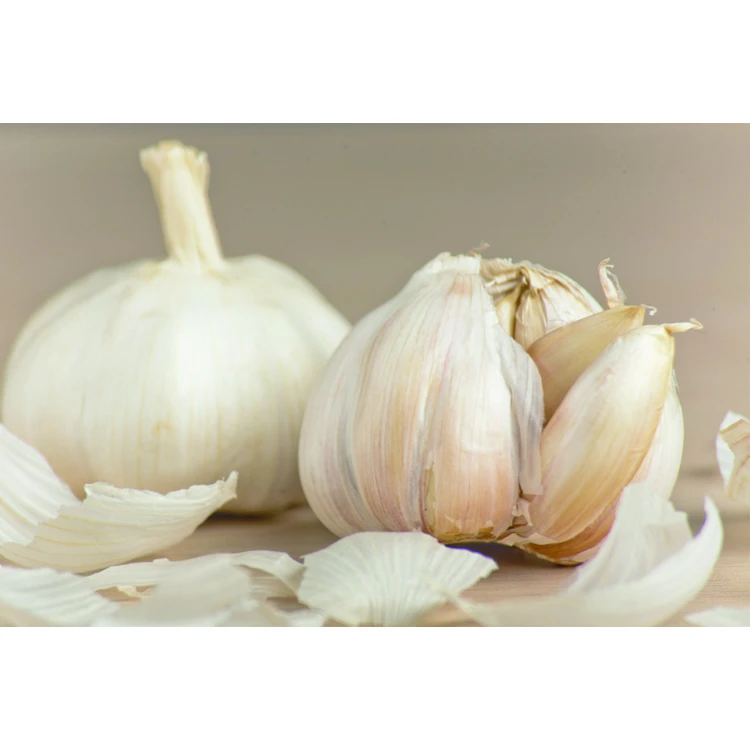 garlic and onion chinese solo garlic garlic exporters