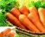 Import Good Quality Chinese Fresh Carrot with vitamin c carrot from China
