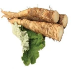 Good quality FRESH BURDOCK