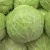 Import Grade A Fresh Cabbages/Fresh round cabbages/Fresh Frozen cabbages from Austria