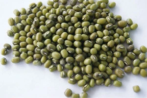 Green Mung Beans / Green Gram / Vigna radiata (Red Ruby)