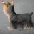 Import Handicraft resin simulation yorkshire terrier home garden animal statues from China