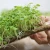 Import Hemp grow mat 100% natural jute fibre biodegradable seed tray microgreen trays from China
