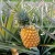 Import High Quality fresh pineapple Wholesaler With best price from India