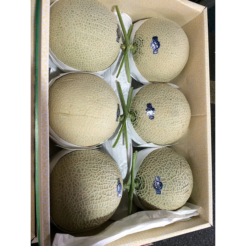 High yield and quality Japanese style hami types melon in bulk