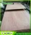 Import hot sale cheaper 18mm marine plywood, 18mm shuttering plywood Laminated Korinplex Film Faced Plywood from China