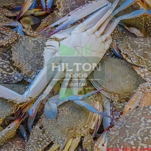 Hot Sale of High Quality Frozen Blue Swimming Crab (Whole)