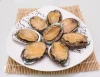 Hot selling seafood shellfish Abalone in Shell for sale