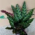 Import hotsale high quality ins Popular Calathea Lancifolia ornamental live plant bonsai foliage plant on sales from China