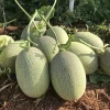 Hybrid High Quality Sweet Melon Seeds China