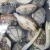 Import IQF Shape Frozen IQF Healthy Delicious Clam Meat With Factory Price from China