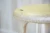 Import Japanese furniture convenient easy carry kids white round foot stool from Japan