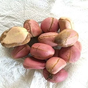 Kola nut for medical use