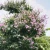 Import Lagerstroemia speciosa Plant Decors Natural Plant Tropical Tree Decoration from China
