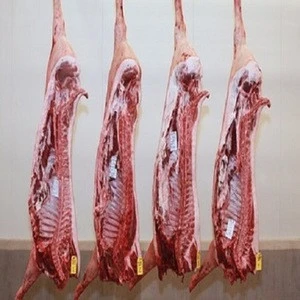 lamb meat in carcass