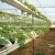 Import low cost agricultural greenhouse for strawberry from China