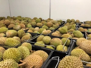 Malaysia Golden Musang King Durian