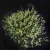 Import Many colour to choose fresh cut Limonium statice flower from China
