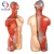 Import Medical Human Body Muscles Anatomical Simulator Human Body Model with Internal Organ from Pakistan