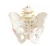Import Medical teaching human skeleton pelvis anatomy model Life size female pelvis model from China