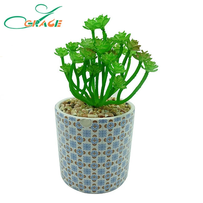 Mini succulent plants bonsai with pot for office decoration