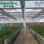 multi span agricultural greenhouses main for planting tomato ,cucumber etc vegetables