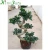 Import Natural bonsai ficus plants from China