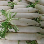 Natural Fresh White Radish Export Quality Wholesale