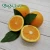 Import navel orange and valencia orange fresh fruits from China