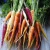Import New Crop Fresh Carrot for Sale At Competitive Price from Germany