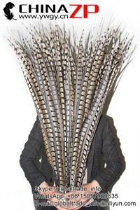 No.1 CHINAZP Factory Exporting Wholesale AAA Quality Long Natural Raw Lady Amherst Pheasant Tail Feathers for DIY