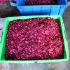 Organic Natural Dried Red & White Rose Petals Confetti Flowers for Bath & Wedding Decorative Lavender Rose Petals Home Occasion