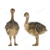 Ostrich Chicks for sale Red and Black neck Ostrich for sale Live