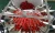 Import Plc 10 board multihead weigher weighing machine for fruit cherry from China