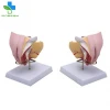 Precision Technology Female Genital Model Realistic Internal Organ 4 Parts PVC Life Size For Education Training