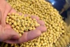 Premium Quality Yellow Soya beans soybeans
