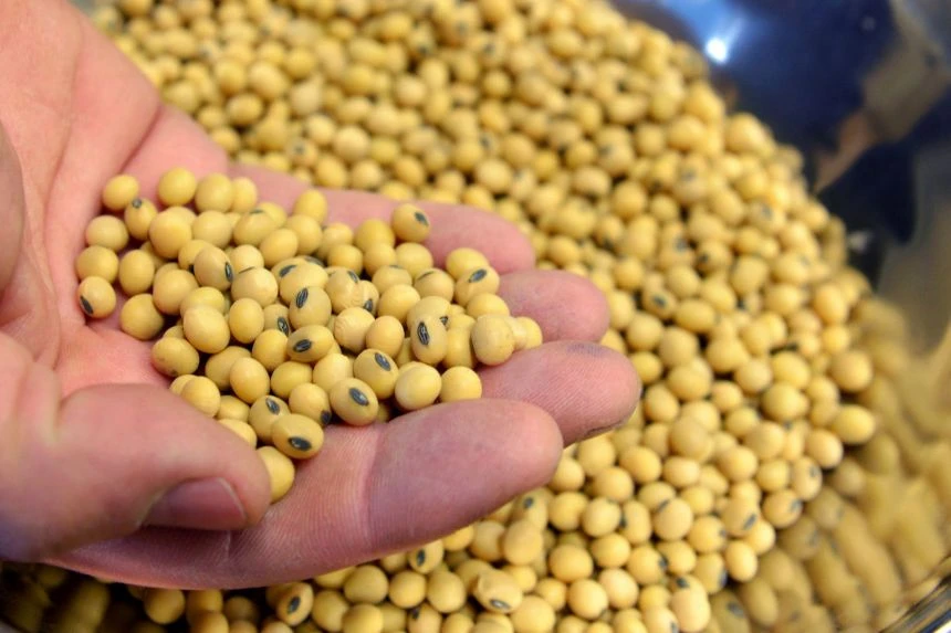 Premium Quality Yellow Soya beans soybeans