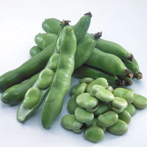 Quality Broad Beans