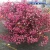 Import Rainbow flower wall babybreath everlating decorative stabilized flower wholesale from China