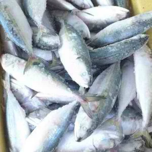 Seafood Fresh/ Frozen/  mackerel fish
