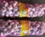 Import Shan dong garlic Jin Xiang garlic China  pure white violet fresh garlic In bags Case loading bulk from China