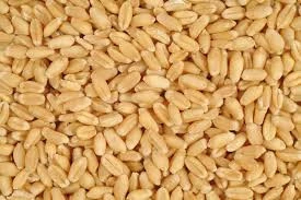 Soft Milling Wheat For Sale