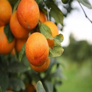 Sour and sweet fresh orange fruit /fresh oranges