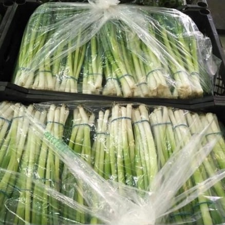 Spring Onion Price Buy Spring Onions Green Onions Fresh New Crop New Season High Quality ...