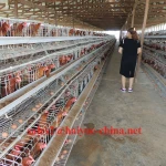 Supply Naira Bank Account Poultry Layer Battery Cage With Automatic Equipment