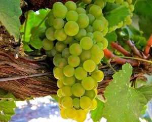 Sweet Delicious South Africa fresh grapes