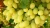 Import Sweet Thompson Seedless Sweet Fresh Grapes from South Africa