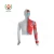 Import SY-N022 TCM Medical Teaching Equipment Human Body Acupuncture Model from China